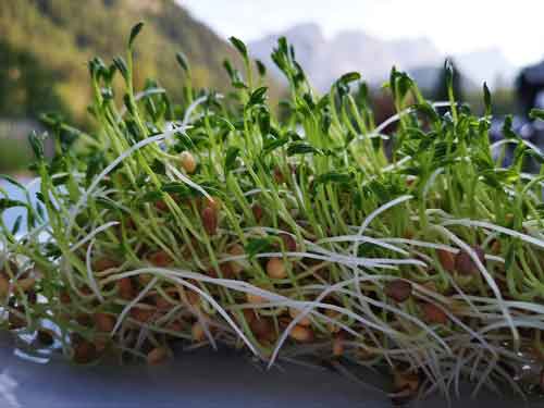 Food: Lentil Plant